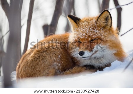 Red fox (Vulpes vulpes). A beautiful fox lies in the snow in the thickets in the forest-tundra. Cold winter weather. Frost on the wool. Wild animal in its natural habitat. Wildlife of Russia. Chukotka Royalty-Free Stock Photo #2130927428