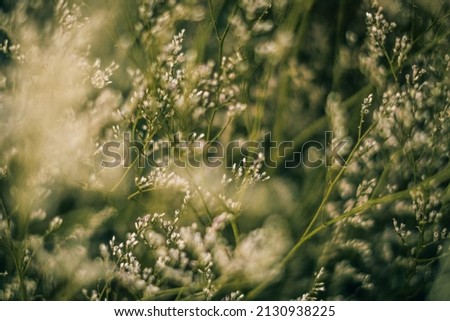 Pale green golden light. Abstract real nature photo background. Macro meadow field grass flower wheat herb. Seasons autumn winter spring summer tone stock collection. Blur vintage effect minimalism