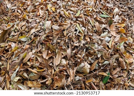 Dry leaves as a background.
