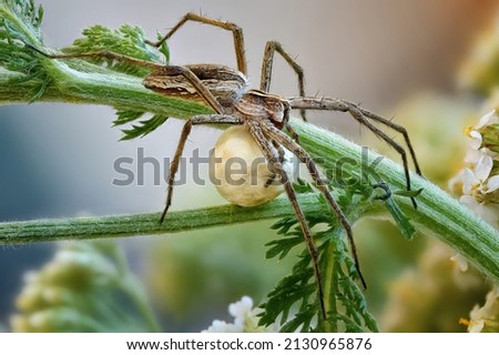 a spider is sitting on a plant