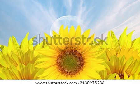 Field of blooming sunflowers with full moon