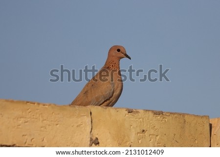 Dove standing on the wall with blue sky