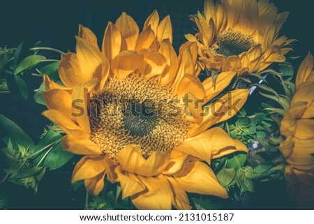 Yellow sunflowers and sunshine to welcome spring