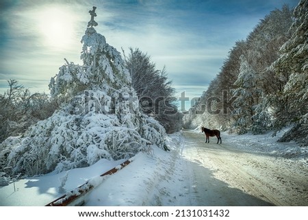 View of empty road with snow covered through a forest. Mountain winter landscape, an icy road in Bulgaria.