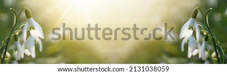 Spring awakening in the morning - White fresh snowdrops flower ( Galanthus ), illuminated by the sun sunbeams on green meadow in garden . Easter spring background banner panorama