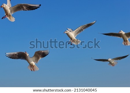 Seagull birds (Larus, Laridae) are flying with spread wings to fish in front of the blue sky. High resolution colour wildlife photo for poster or decoration picture.