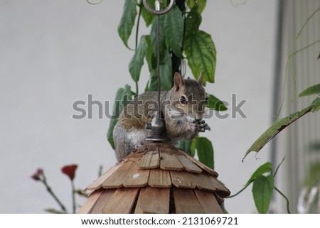 Squirrel on Top of A Bird Feeder