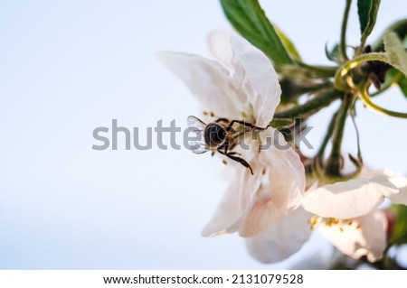bee insect sits on a white spring flower on a light background macro