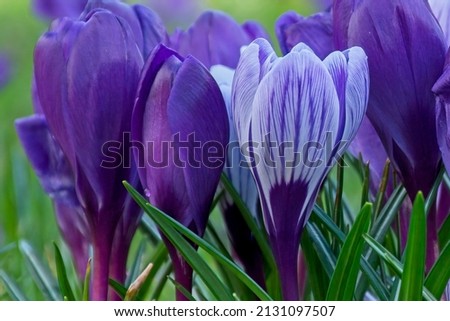 Purple and mixed crocus with green background