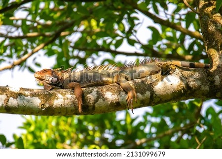 Green iguana, Iguana iguana, resting in a branch of a tree in Central America, Costa Rica