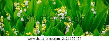 White Lily of the valley (Lily-of-the-valley) small fragrant flowers in green leaves. Banner. Convallaria majalis  woodland flowering plant. Royalty-Free Stock Photo #2131107494