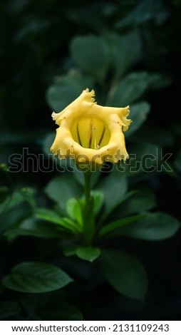 Golden chalice flower with green leaves background, image for mobile phone screen, display, wallpaper, screensaver, lock screen and background 