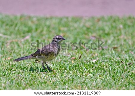 Long tailed Mockingbird (Mimus longicaudatus), perched on grass.