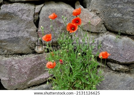 Bloooming red poppy flower growing out of dry stone wall. High quality photo Royalty-Free Stock Photo #2131126625
