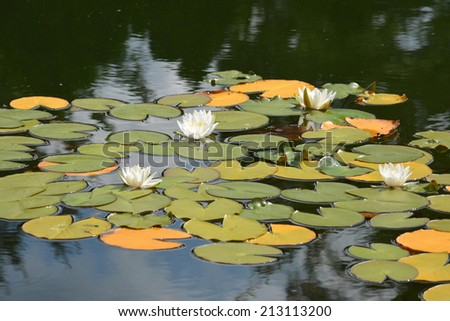 Beautiful and delicate white water lilies. Charming white lily. The wonders of nature created by God. Flowers for joy and happiness. Stock photo.