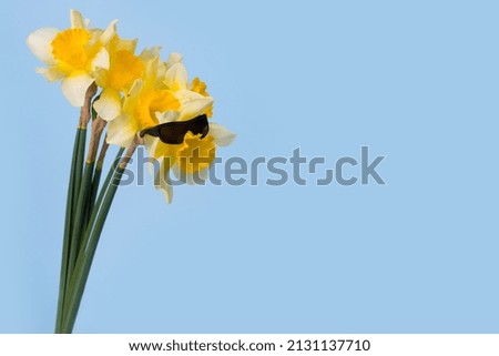 Funny idea with flower wearing sunglasses on a blue background. Minimal spring concept. Copy space.
