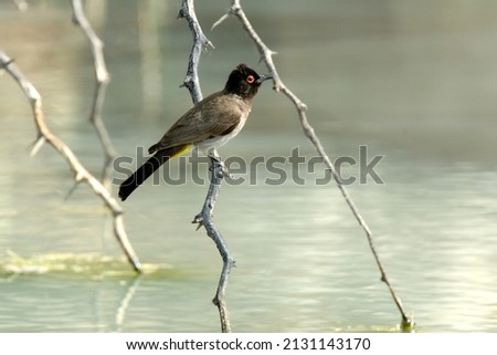 African red-eyed bulbul (Pycnonotus nigricans) at the water, Namibia. Royalty-Free Stock Photo #2131143170