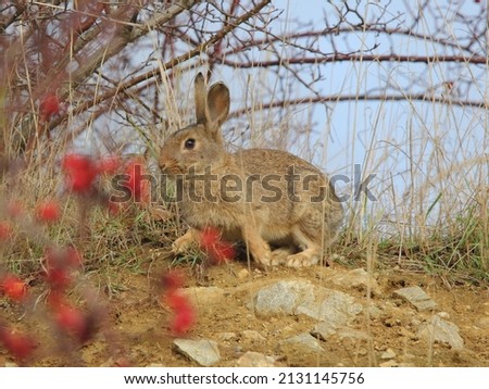 The European rabbit, coney (Oryctolagus cuniculus) in a natural habitat