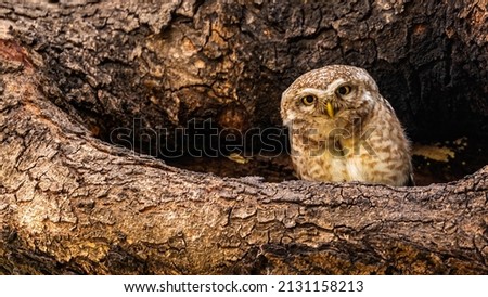 A spotted owl perched in its nest on a tree