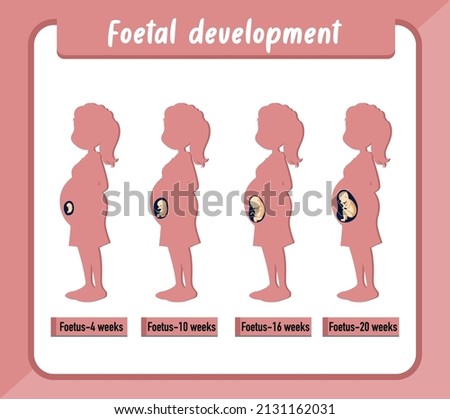 Human embryonic development in human infographic illustration