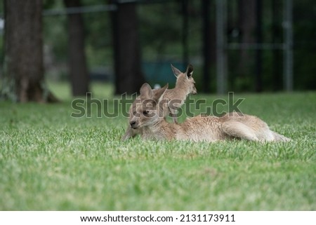 Kangaroo relaxing in the forest 