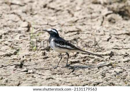 View of Pied Wagtail searching for food on the ground