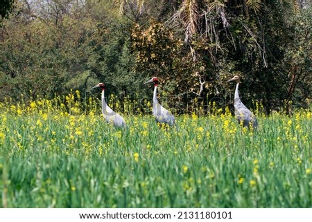 View of Sarus Cranes from a farmland in the outskirts of Bhopal, Madhya Pradesh, India