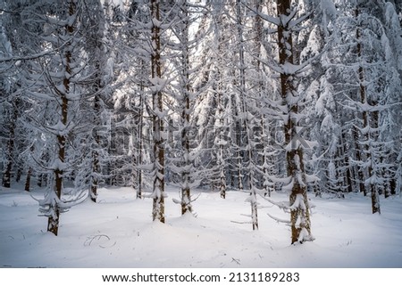 A beautiful view of trees covered in snow