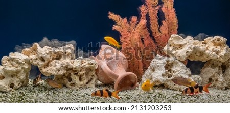 Freshwater aquarium with cichlids and botias. Aqua scape and aqua design. Royalty-Free Stock Photo #2131203253