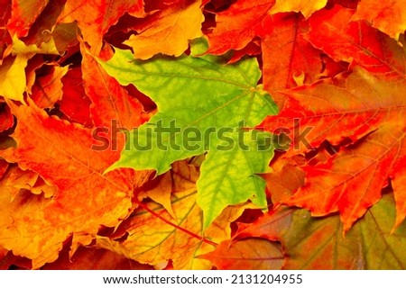 Autumn maple leaves. The Autumn Flame Maple has simple, star-shaped leaves with finger-veined or fan-shaped veins reaching 5 inches in length.