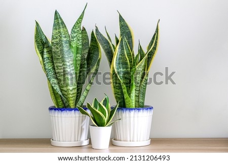 Two Dracaena trifasciata snake plants (Sansevieria trifasciata) and a small one on a wooden table at home