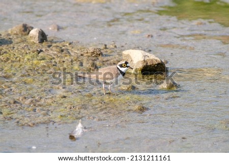 view of little ringed plover searching for food 