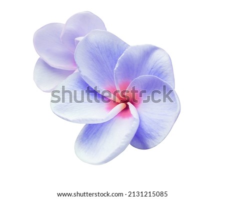 Plumeria, Frangipani, Graveyard tree, Close up blue-purple single head plumeria flower bouquet isolated on white background with clipping path. The side of blue-violet blooming frangipani flower bunch