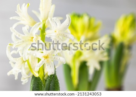 White hyacinth flower with drops of dew, macro isolated against a light background. The branch of hyacinth with flowers, buds, close up