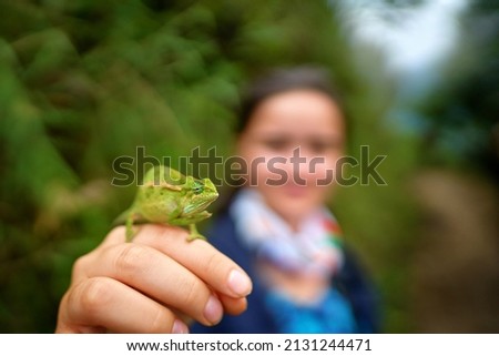 Chameleon from Uganda in Africa. Coarse Chameleon, Trioceros rudis, Rwenzori NP in Uganda. Green chameleon on the tree in forest, Uganda wildlife. Girl women with lizard in the hand.