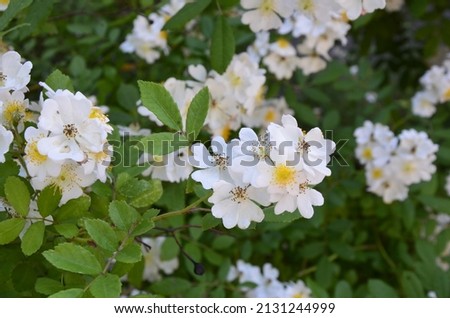Rosa multiflora (Japanese rose) .Lovely pure white rose -Rosa multiflora in bloom on the shore of a lake. Small group of wild multiflora roses . Royalty-Free Stock Photo #2131244999