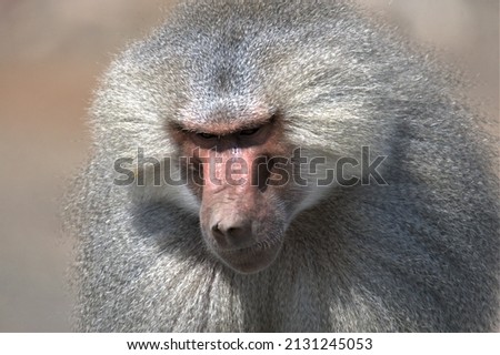 A closeup shot of the gray Baboon monkey
