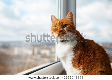 Red-white cat sitting near panoramic window. Copy space.