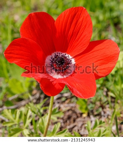 one beautiful red anemone against a green background like a scarlet flower