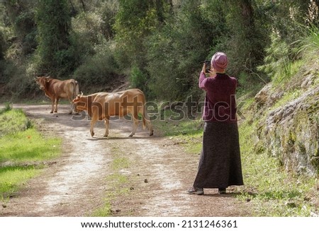 a woman on a forest road photographs cows with her phone
