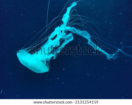 Picture of jellyfish with high res
