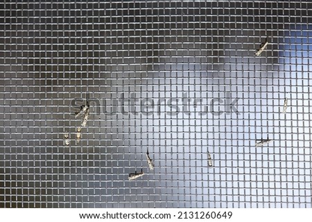 window mesh protection against insects