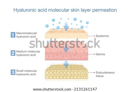 Hyaluronic acid molecular skin layer permeation. Illustration about treatment deep skin with moisture and water of Hyaluronic acid. Royalty-Free Stock Photo #2131261147