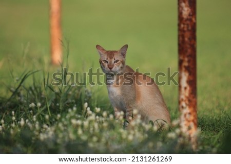 photo of a cat in the grass