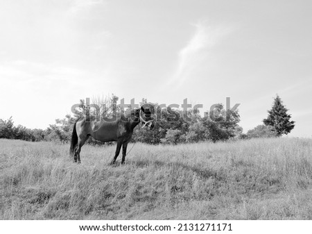 Beautiful wild brown horse stallion on summer flower meadow, equine eating green grass, horse stallion with long mane portrait in standing position, equine stallion outdoors, big horse equines