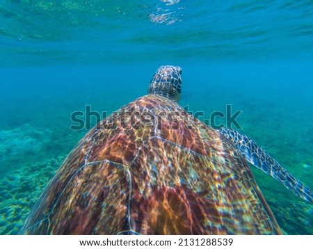 Sea turtle closeup underwater photo in coral reef. Tropical sea animal. Summer vacation aquatic adventure. Snorkeling and diving banner template. Olive green turtle Undersea. Marine tortoise