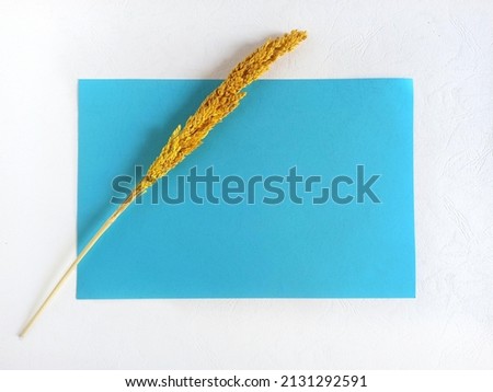 Aesthetic blue background, with yellow dried flower ornament. Isolated on white. Ready to write. Still Life. Texture. Selective Focus