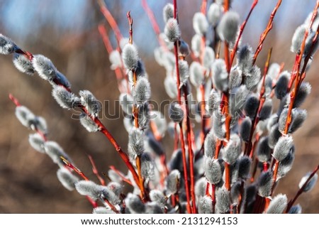 Beautiful flowering pussy willow bunch with fluffy catkins in sunny spring day. Royalty-Free Stock Photo #2131294153
