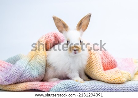 Lovely bunny easter fluffy baby rabbit playing on beautiful pastel colorful blanket on white background. Rabbit family in winter concept.