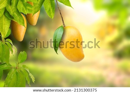 Tropical ripe yellow mango fruit hanging on tree branch with beautiful farm and sunlight on background. Mango product and Dessert concept. Royalty-Free Stock Photo #2131300375